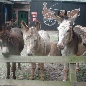 Fundraiser is to raise enough money to pay for hay, straw, cornfeed and vets fees for the 14 donkeys and 2 mules 
https://t.co/hocWRjSDs6