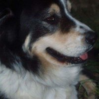 Stacey K (@grannycrochets) 's Twitter Profile