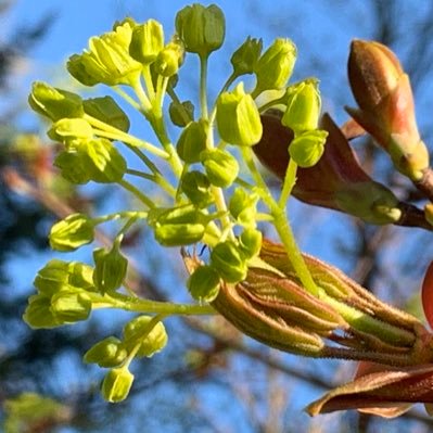 ZhangBevan's profile picture. Bevan Zhang