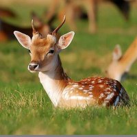 الجنيبيه (@junaibih_887) Twitter profile photo