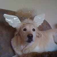 Indiana Jones (@realindyjones) 's Twitter Profile