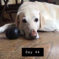 Carolina, Briscoe and ๐ Dallas! (@dabigyellowdog) 's Twitter Profile Photo Carolina, Briscoe and ๐ Dallas! (@dabigyellowdog) 's Twitter Profile Photo