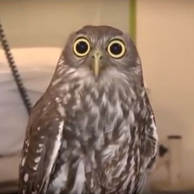 SRobCb's profile picture. No.