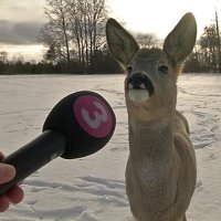 Razzer (╯°□°)╯ (@r4zzer_) 's Twitter Profile