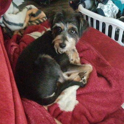 ChillPengi's profile picture. 