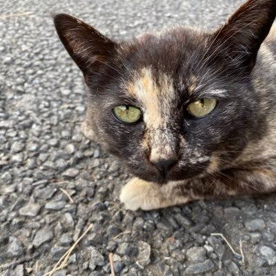 Twoucan 強い猫 Nyanta San