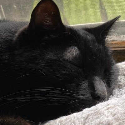 Subtotalkitty's profile picture. 