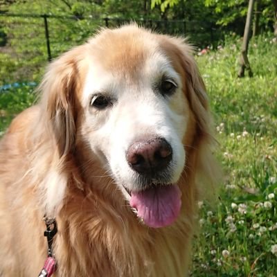 こむぎ 今日も日向ぼっこ 日向ぼっこ犬 熱中症に気をつけて