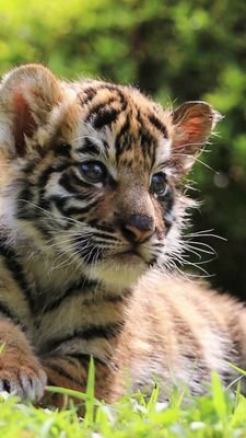 tengbendahe's profile picture. タイガだよ！
虎ฅ( •ω• ฅ)ｶﾞｵ-♡の専マネやってます(*`･ω･)ゞspoon垢との絡みオンリー。虎とは違う試みをこちらでぼちぼちやってます。(不定期)
よろしく(*･ω･)*_ _)ぺこりん！