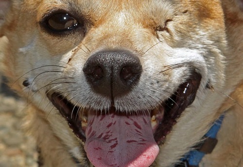 tksheehan's profile picture. MPH, R.T.(R), C.R.T. #Invisibleillness #ChronicPain #CRPS #Fibro #Neuropathy #RLNparalysis #Toomanymeds #CorgisRule #Specialneedsdog #insulin4all #CanonImaging