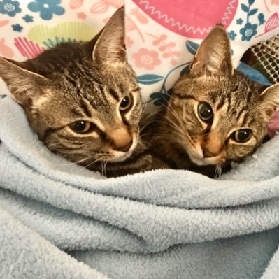 koikeita's profile picture. 意識の目覚め/感情解放/心の探究/人間探究/悟り/信念解体