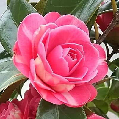 tpok_icg_41559's profile picture. 30↑成人済。お取引&日常のツイート(最近お取引時以外は低浮上です💦) My Favorite➡♥️ツキウタ：新、葵中心に年中組　♥️文スト：えどがわ、だざい　⚠️必要数集まった場合は推しでも交換に出すことがあります。また絵柄によってはコンプ目的で他メンバーを求める場合もあります。
