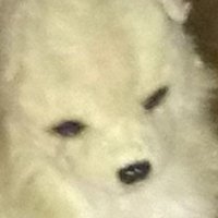 ミネラル (@lzjr5pmc8gdydkd) 's Twitter Profile