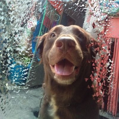 Carlo_Astrlgo's profile picture. GinGineer