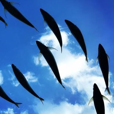 soratoberufish's profile picture. もえって名前を19年間連れ添ってます