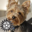 tamsin_5's profile picture. Supernatural freak (fan isn't a strong enough word), service adviser(at a garage)