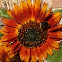 Tanya Ponsford (@ponsfordtanya) 's Twitter Profile