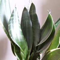sansevieria46 (@sansevieria461) 's Twitter Profile