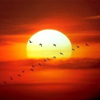 BirdsHono's profile picture. Aprendo luego caigo.