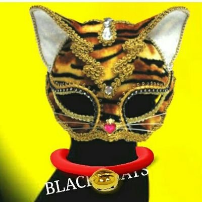 Black Cats 大矢誠と生き物苦手板の住人達 Dog1cats5 Twitter