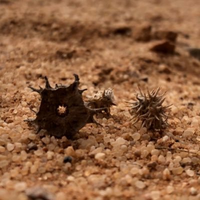 BandarA29857931's profile picture. 