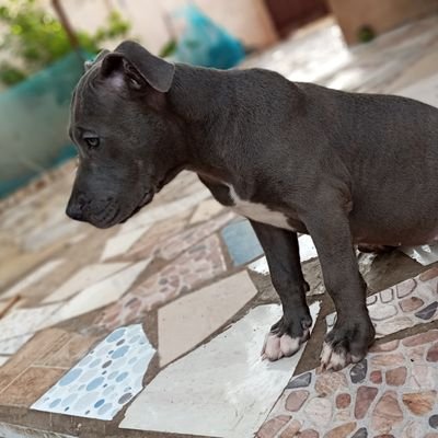 Bernard89147146's profile picture. I'm a breeder and a dog lover