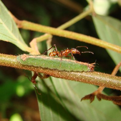 Chemical ecologist. Evolutionary Biologist. Plant-insect interactions. Tropical Forests. Inga. Female scientist. Working mom.