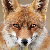 El tío Camuñas (@zorrocloco1972) 's Twitter Profile