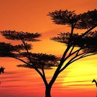 Chamunorwa Nyamuranga (@chamuranga) 's Twitter Profile