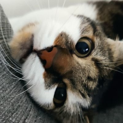 SRouthiau's profile picture. 