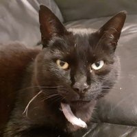 Slowpurrrr (@slowpurrrr) 's Twitter Profile