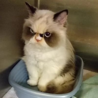 TovBizzle's profile picture. just looking for some common sense, answers to questions and clarity.