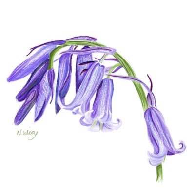 Natalie Wilcox Illustrationさんのプロフィール画像