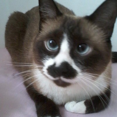 anerodrig's profile picture. Amo gatos 😻❤