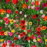 LittleFlowersEverywhere (@jetsamspill) 's Twitter Profile