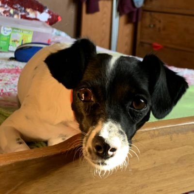 Soy una hermosa Foxterrier única grande y de mis humanos ❤️