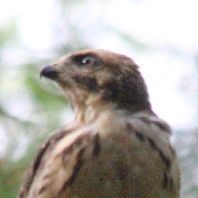 Scruffy_Hawk Profile Picture