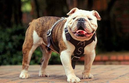 The Top Dawg on Campus!

The Official Mascot of Mississippi State University spreading MSU news, sports, and entertainment!