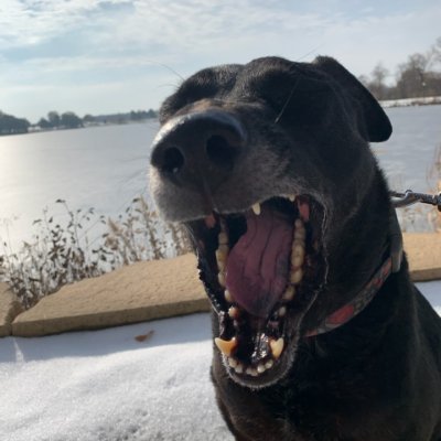 bdog147's profile picture. 