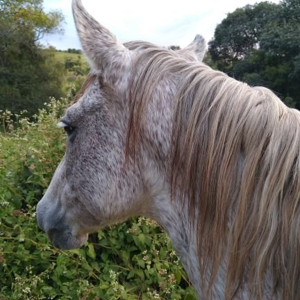 Carlos16484870's profile picture. 