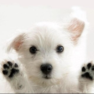 Tigas's profile picture. 