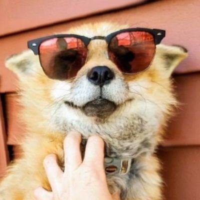 Your friendly neighborhood Foxo ! ❤️🦊 Outgoing /making new friends. Drift cars, building, tuning, welding. single af