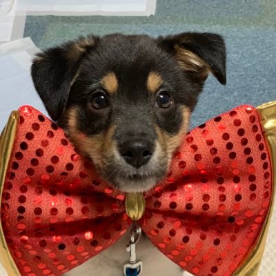 雑種犬まろ على تويتر おそとにいきました