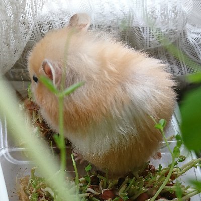 ramutyume's profile picture. 綺麗情報とか❗🐹　楽天ROOM アクアリウム系コレクションも🐠
https://t.co/fFQYyguKhb