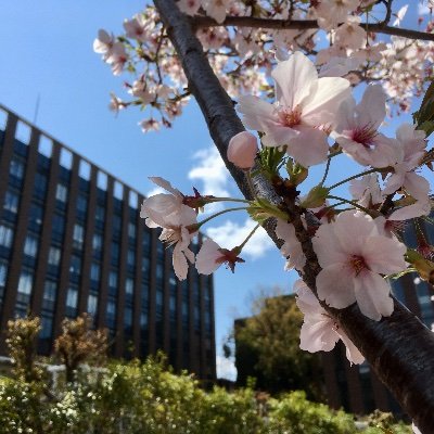 大阪経済大学経済学部の【公式アカウント】です。 学生向けに様々な情報（教務、学生生活など）を発信します！ #情報発信専用 #お問い合わせは大学各担当部署にお願いします https://t.co/l82S1Bz50k