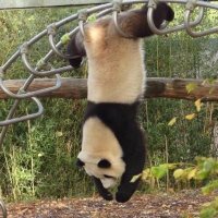 sceptical_panda(@sceptical_panda) 's Twitter Profile Photo