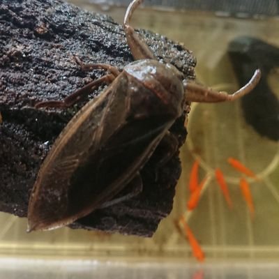 タガメの学校 かつては田んぼの王者と言われたタガメ 今はタガメを始めゲンゴロウやタイコウチ ミズカマキリも田んぼや池でも見なくなりました 友達がいなくなる気持ちです タガメと共存できる豊かな自然を子ども達に残す為におじさん達は立ち上がり