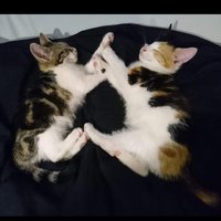 Máirín MC (@moca_pixie) 's Twitter Profile