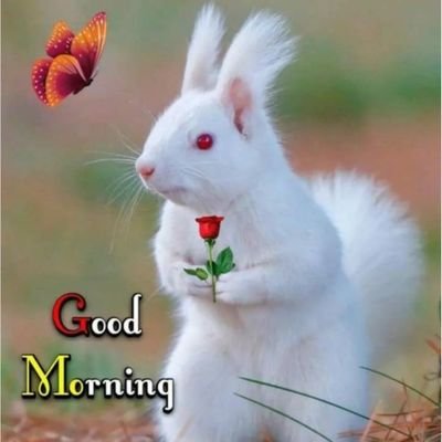 rajantweetes's profile picture. 