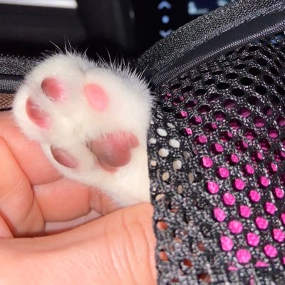 Sakana_Kazuki05's profile picture. 関西魚民 @ミエナイヨルノツキノカワリニヒッパッテキタアオイキミ